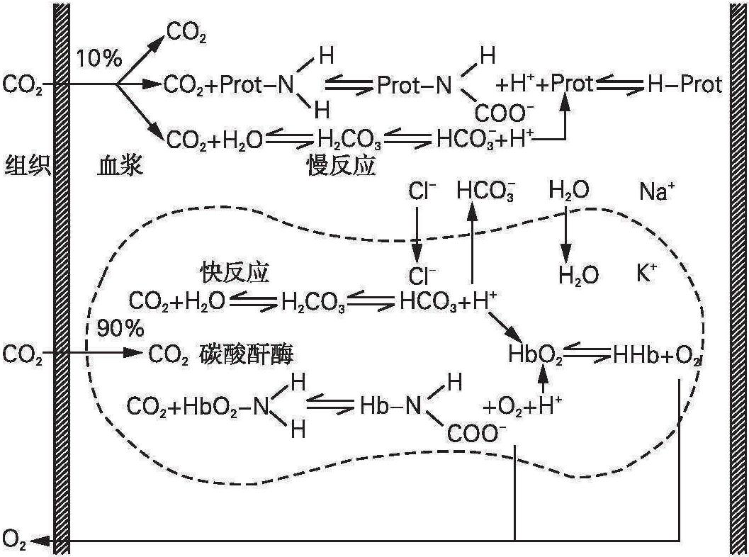 第二節 呼吸生理基礎